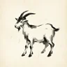 Goat