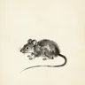 Rat